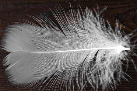 白色质感质感摄影照片_白色羽毛的细节纹理微距实拍摄影图配图