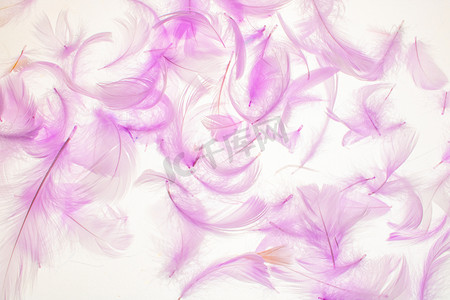 纹理质感白天粉紫色羽毛室外静物摆拍摄影图配图