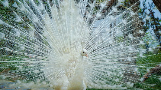 白孔雀开屏鸟类动物白天白孔雀动物园孔雀开屏摄影图配图