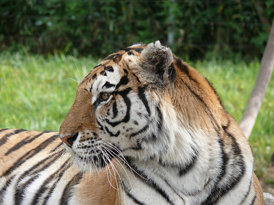 猛兽动物野兽老虎白天老虎动物园卧着摄影图配图