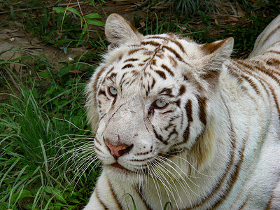 野兽先辈情包摄影照片_动物野兽猛兽白虎老虎白天白虎动物园老虎摄影图配图