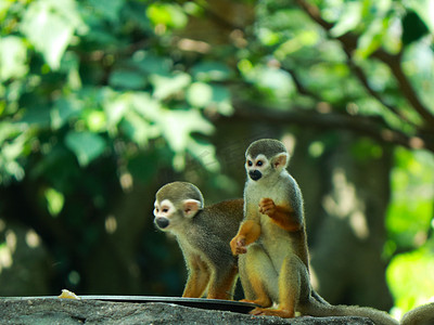 拿着棍子的猴子摄影照片_两只金丝猴动物园白天两只猴子动物园森林觅食吃东西摄影图配图