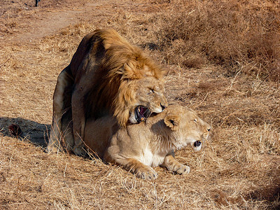 野兽一对狮子动物白天一对狮子动物园玩耍摄影图配图