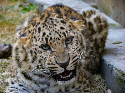 卡通日系动物摄影照片_动物野兽猛兽豹子白天豹子动物园动物摄影图配图
