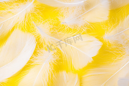 黄色质感纹理摄影照片_黄色背景纸上散落的白色羽毛轻柔质感摄影图配图