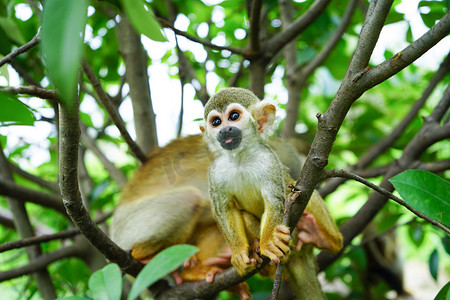 树上金丝猴动物世界白天金丝猴动物园树木爬树摄影图配图