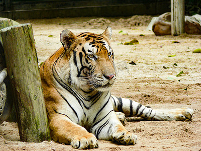 野兽动物猛兽老虎白天老虎动物园卧着摄影图配图
