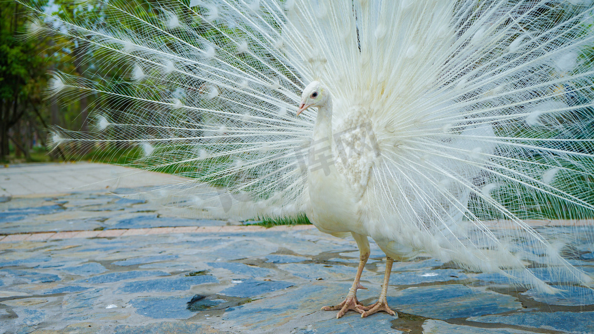 鸟类动物孔雀开屏白天白孔雀动物园孔雀开屏摄影图配图高清摄影大图 千库网 鸟类动物孔雀开屏白天白孔雀动物园孔雀开屏摄影图配图高清摄影大图 千库网