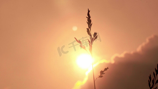为爱筑梦传递温暖摄影照片_实拍唯美温暖治愈系夕阳背影下的小草自然风光