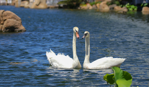 浪漫爱情动物一对白天鹅白天白天鹅湖面浪漫白天鹅摄影图配图