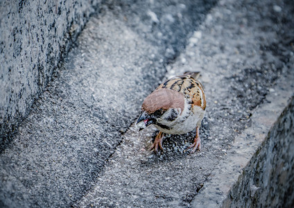 鸟类小鸟动物麻雀觅食摄影图配图