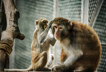 猴子野生动物保护动物摄影图配图