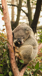 飞禽摄影照片_树上睡觉的树袋熊动物白天考拉树袋熊动物园树枝睡觉摄影图配图