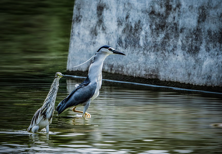 池鹭保护动物湿地鹭鸟摄影图配图