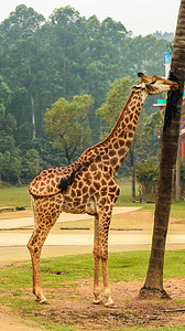 长颈鹿动物园白天长颈鹿动物园吃摄影图配图