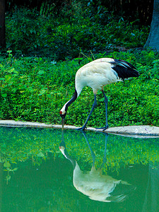仙鹤摄影照片_丹顶鹤白鹤鸟类动物白天丹顶鹤白鹤动物园喝水摄影图配图