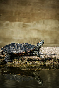 湿地动物乌龟仰头特写摄影图配图