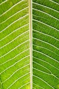 质感绿色树叶摄影照片_树叶纹理叶脉摄影图配图