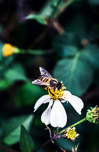 绿植自然蜜蜂采花蜜昆虫摄影图配图