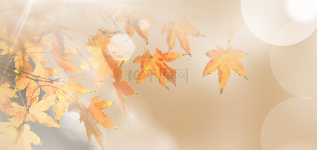 秋天枫叶黄色清新背景图