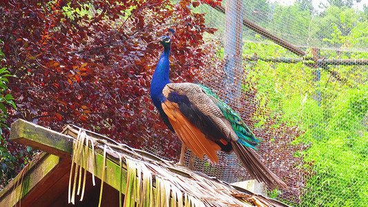 观赏动物摄影照片_实拍动物园里东张西望的孔雀