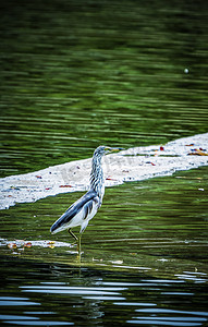 池鹭鹭鸟保护动物鸟类摄影图配图