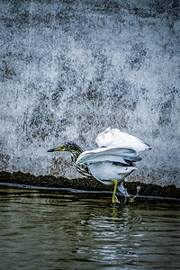鹭鸟池鹭湿地动物鸟类摄影图配图
