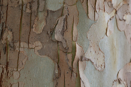 木纹纹理木纹材质木质纹理树皮摄影图配图