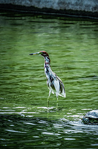 保护湿地摄影照片_池鹭鹭鸟鸟类动物湿地公园摄影图配图