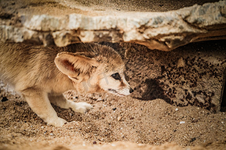 耳廓狐可爱动物保护动物摄影图配图