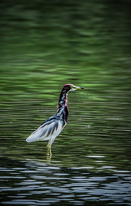 湿地保护动物池鹭鹭鸟摄影图配图
