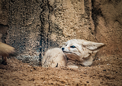 耳廓狐可爱小狐野生动物摄影图配图