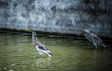 鹭鸟池鹭湿地公园保护动物摄影图配图