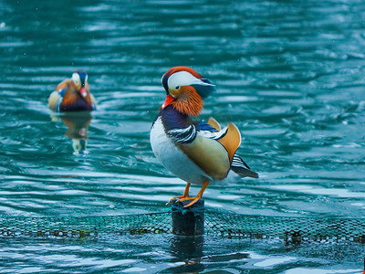冬天湖水鸳鸯动物鸟类白天冬日鸳鸯动物园杭州鸳鸯摄影图配图