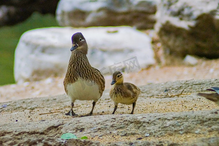 母鸭子带着小鸭子动物白天两只鸭子动物园走路摄影图配图