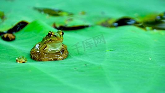 摄影照片_实拍夏天池塘荷叶上的青蛙蛤蟆