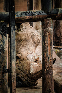 笼子里犀牛头部特写动物摄影图配图