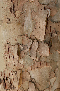 纹理木质背景树皮木材质感纹理摄影图配图