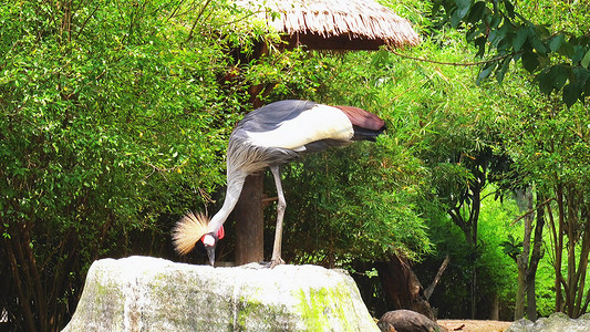 冠鹤摄影照片_动物园实拍石头上栖息的灰冠鹤