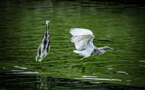 湿地鸟类摄影照片_池鹭鸟类保护动物鹭鸟摄影图配图