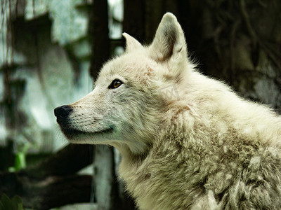 野生动物北极狼白天北极狼动物园北极狼摄影图配图