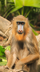 灵长类动物山魈猴子白天山魈动物园觅食摄影图配图