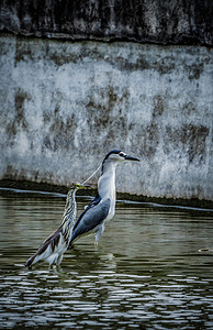鸟类保护动物池鹭鹭鸟摄影图配图
