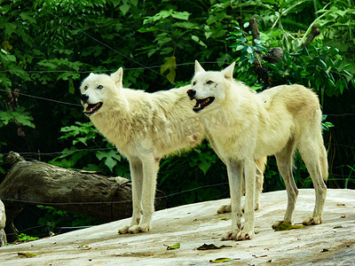 野生动物一对北极狼白天两只北极狼动物园动物园摄影图配图