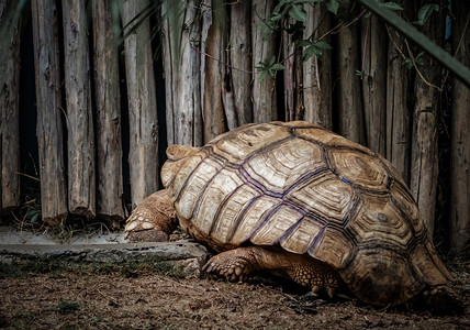 动物头部摄影照片_象龟动物苏卡达象龟龟壳身躯摄影图配图