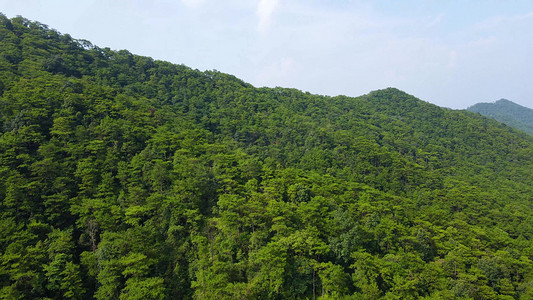 十万大山大自然森林树林