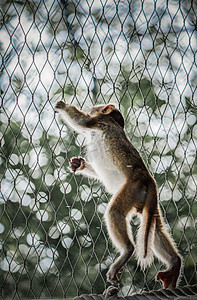 小猴子可爱保护动物攀爬拦网摄影图配图