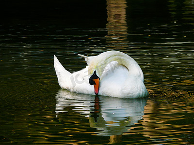 湖面一只白天鹅白天白天鹅动物园天鹅摄影图配图