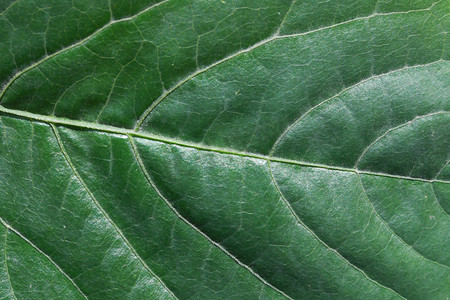 绿植树叶摄影照片_纹理叶脉树叶纹理绿色背景绿植摄影图配图
