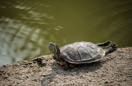 湿地岸边乌龟动物伸懒腰摄影图配图